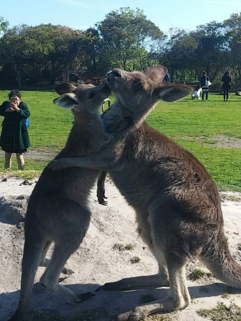 Avustralya - Melbourne